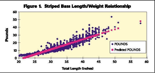 Striped Bass Weight Chart